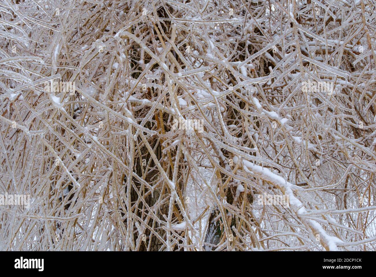 Freezing rain. Icy tree branches after an icy rain. Natural disaster. Selective focus. Stock Photo