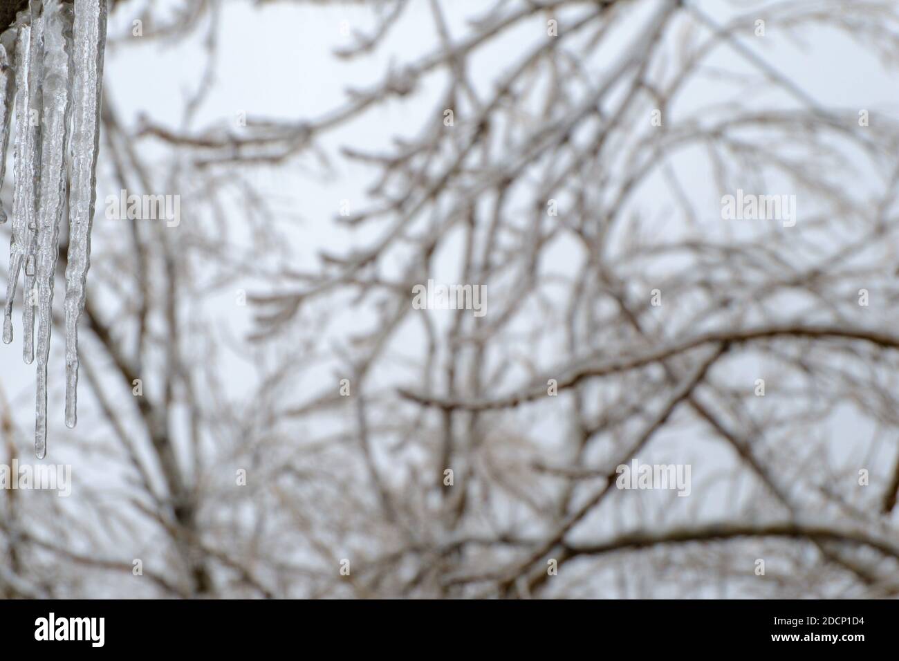 Freezing rain. Blurred Icy tree branches after an icy rain. Natural disaster. Selective focus on the icicles. Stock Photo