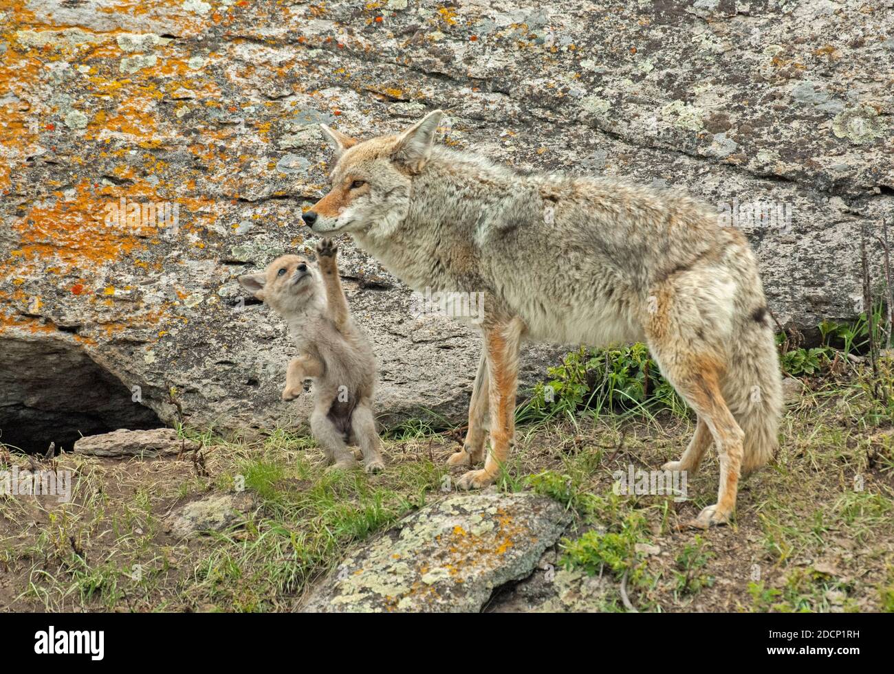 Baby coyote hires stock photography and images Alamy