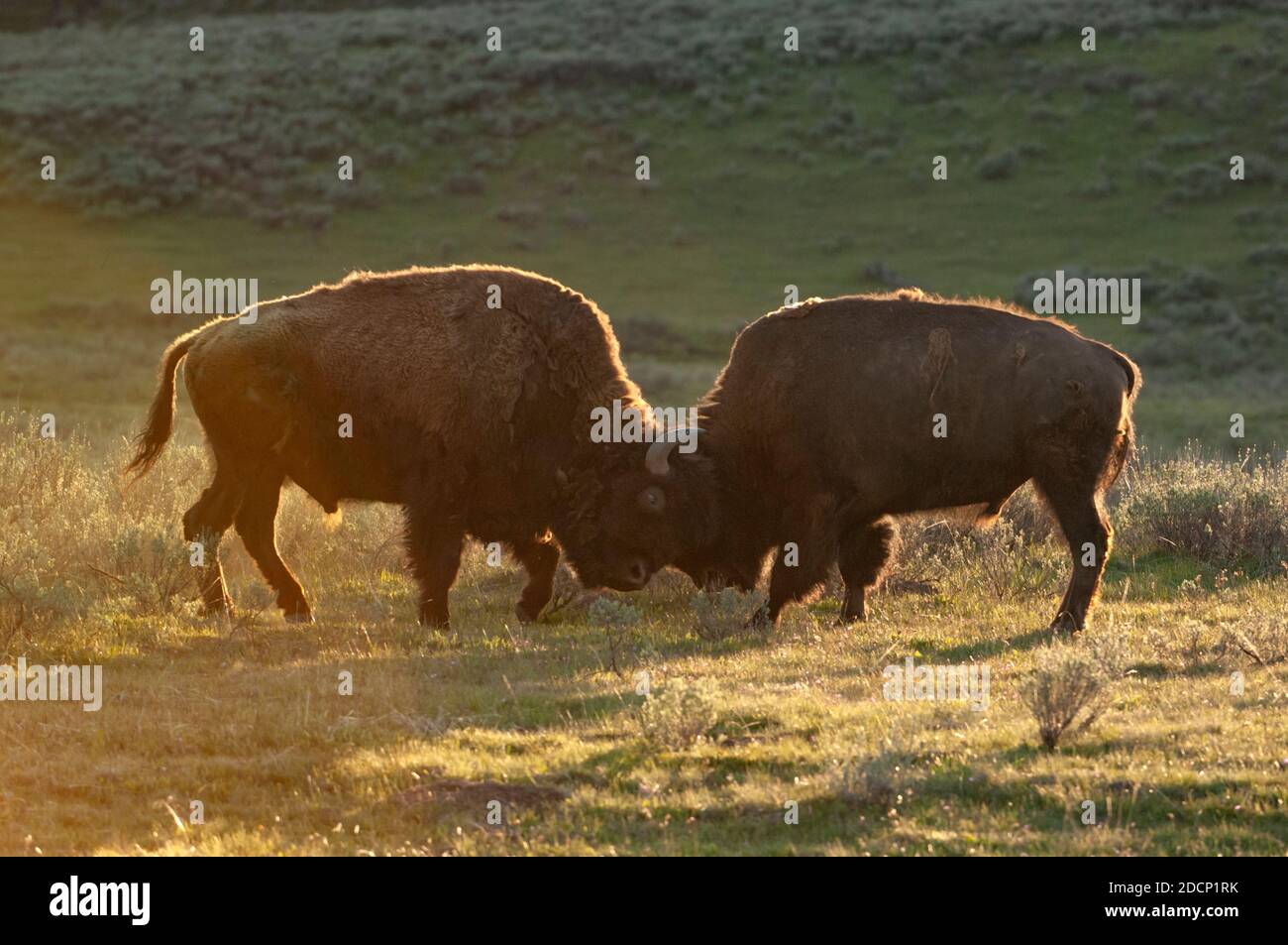 American Buffalo (Bison bison).  Yellowstone National Park, Wyoming, USA.  Buffalo bulls sparring at sunset. Stock Photo