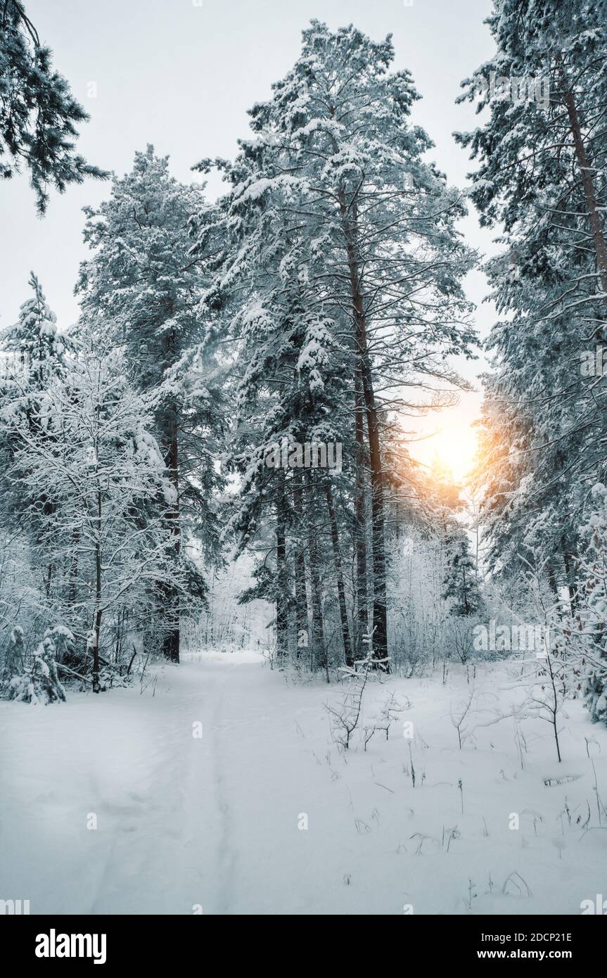 View of the winter Park in snowy weather. Snow-covered trees lanterns and paths. Seasonal changes in nature. Stock Photo