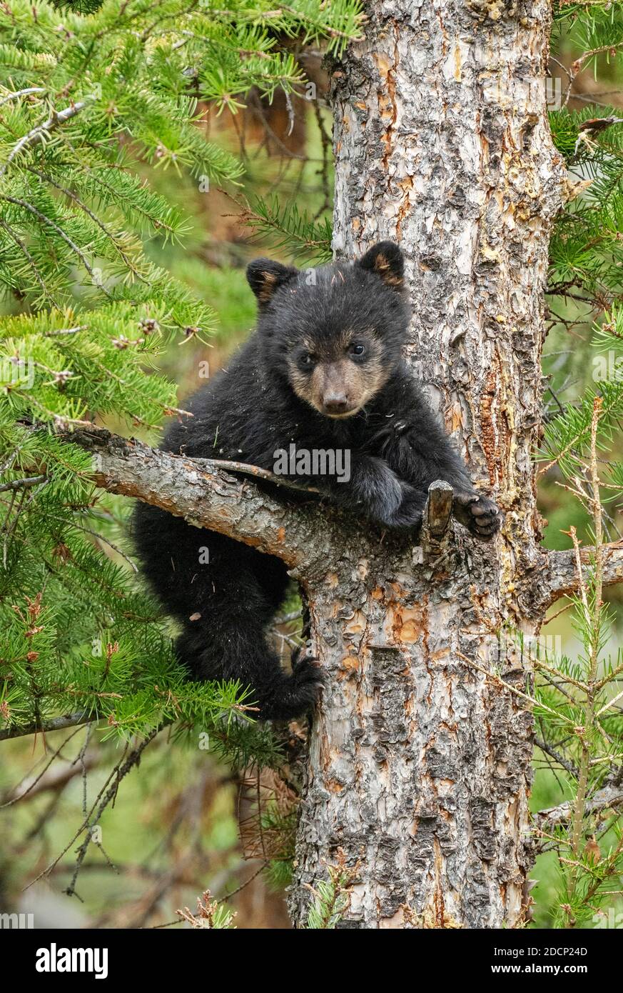 Black bear cubs tree hi-res stock photography and images - Alamy