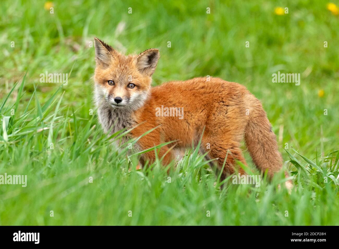 Red Fox (Vulpes vulpes) kit. Grand Teton National Park, Wyoming, USA. Stock Photo