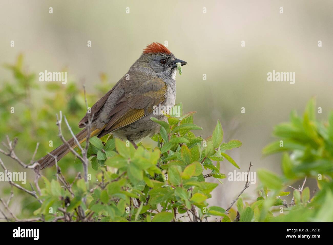 Green-tailed Towhee (Pipilo chlorurus). Grand Teton National Park, Wyoming. Stock Photo