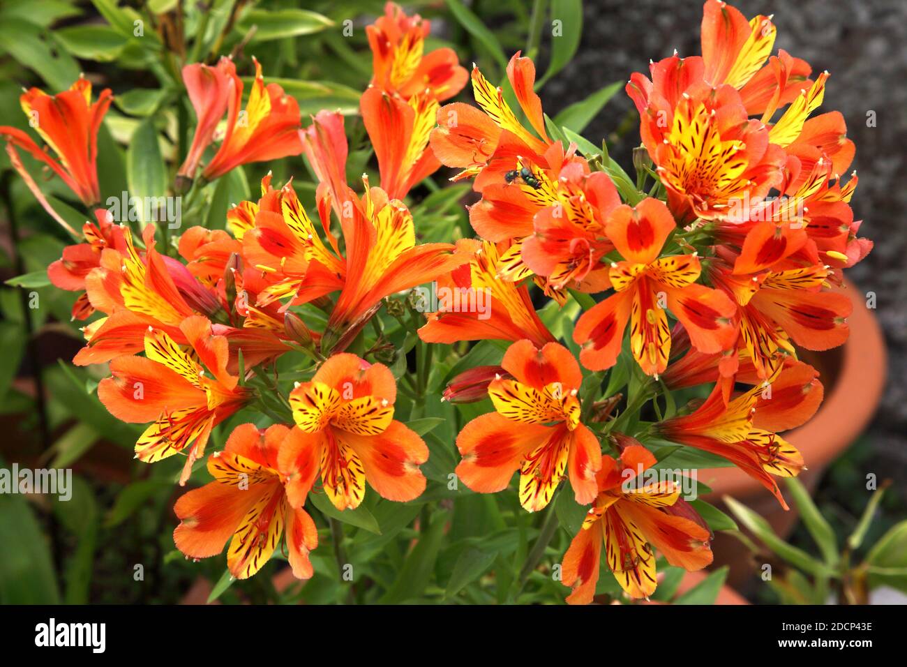 Alstroemeria Indian Summer - Hardy Peruvian Lily Stock Photo