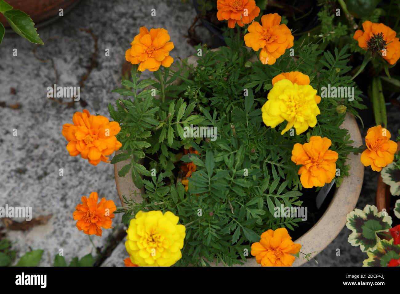 French Marigolds Stock Photo