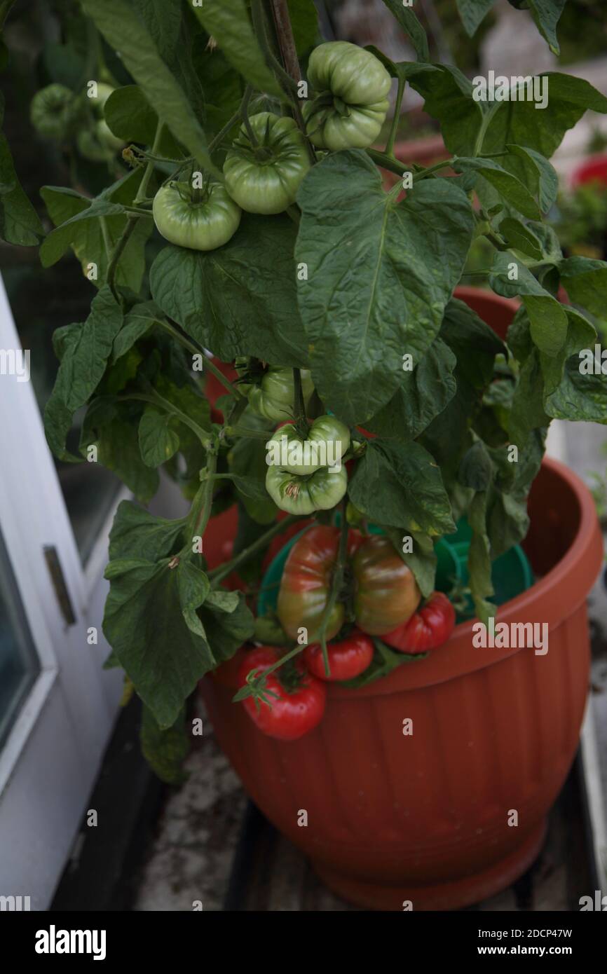 Beef Tomato Plant Growing Surrey England Stock Photo