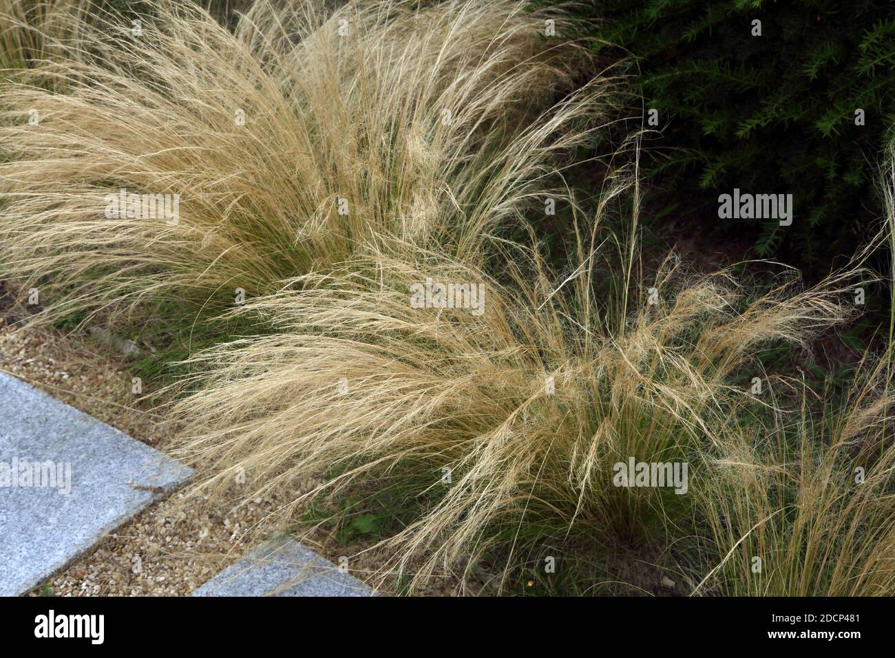Mexican Feathergrass Lining a Path in Garden Surrey England Stock Photo