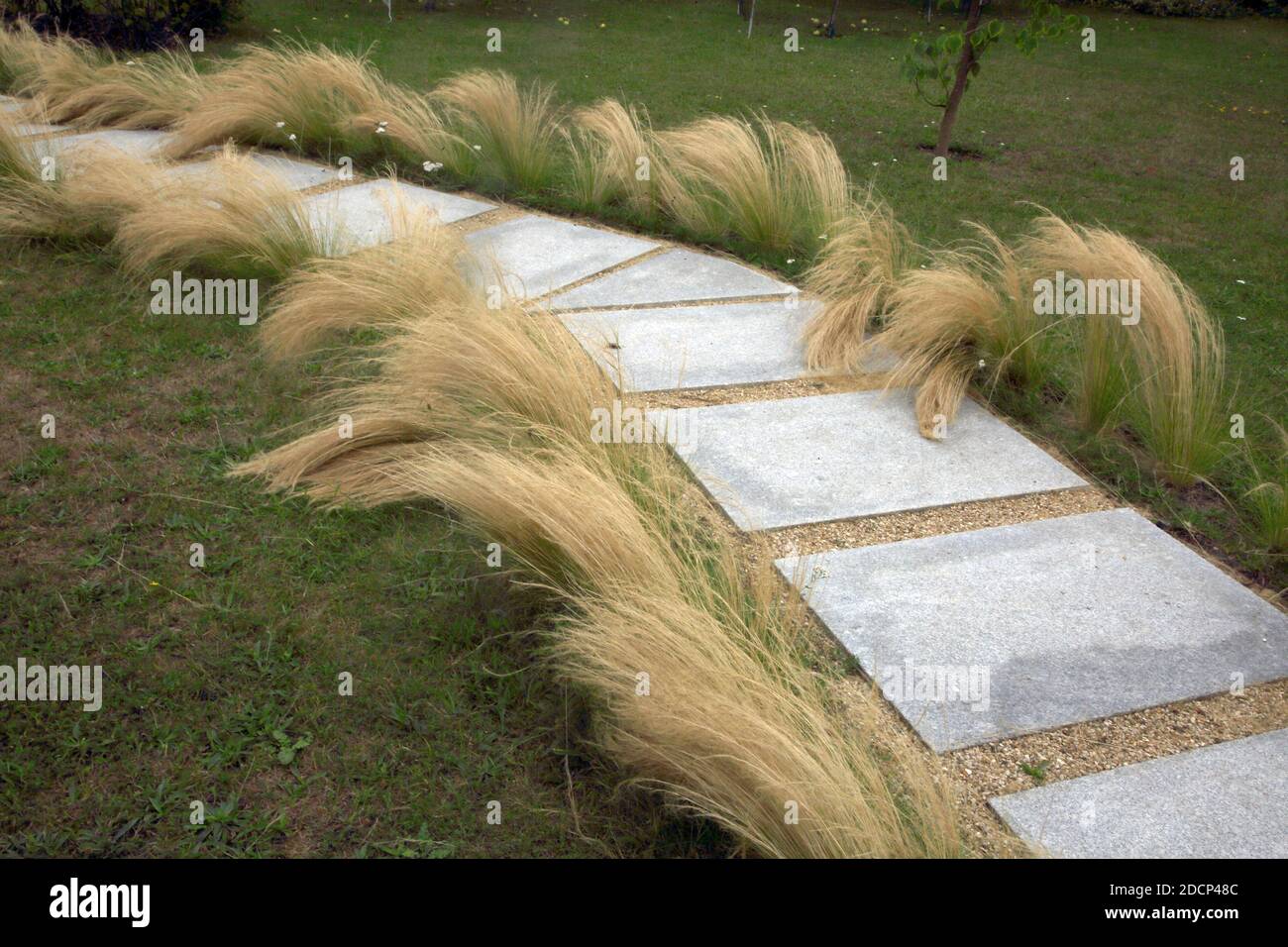 Mexican Feathergrass Lining a Path in Garden Surrey England Stock Photo