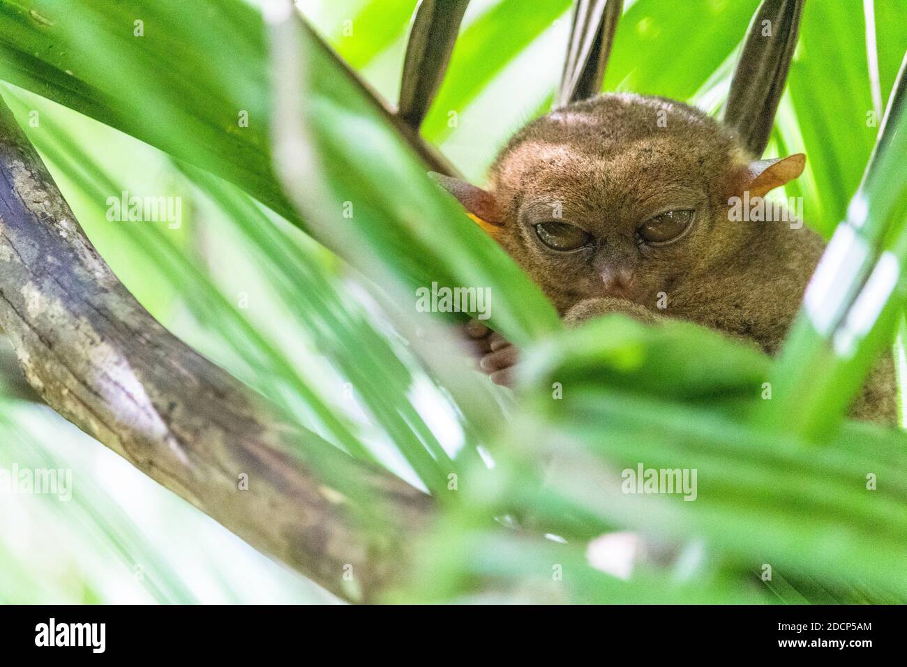 A Philippine tarsier at the Philippine Tarsier Sanctuary in Bohol Stock Photo