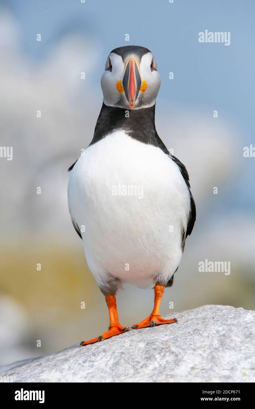 Atlantic Puffin (F. arctica). Machias Seal Island off the coast of Maine. Stock Photo