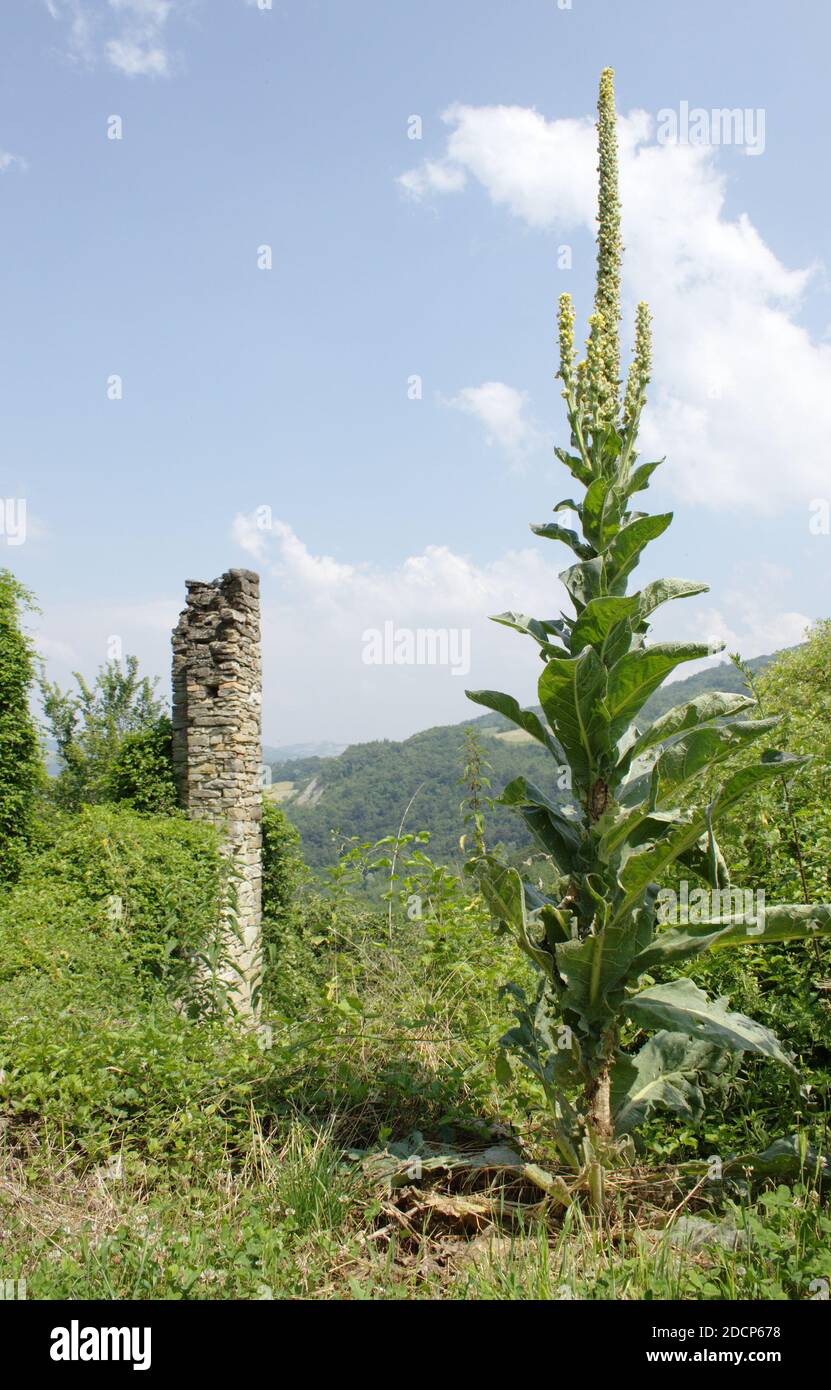 Huge weed in Val Tidone, Italy Stock Photo
