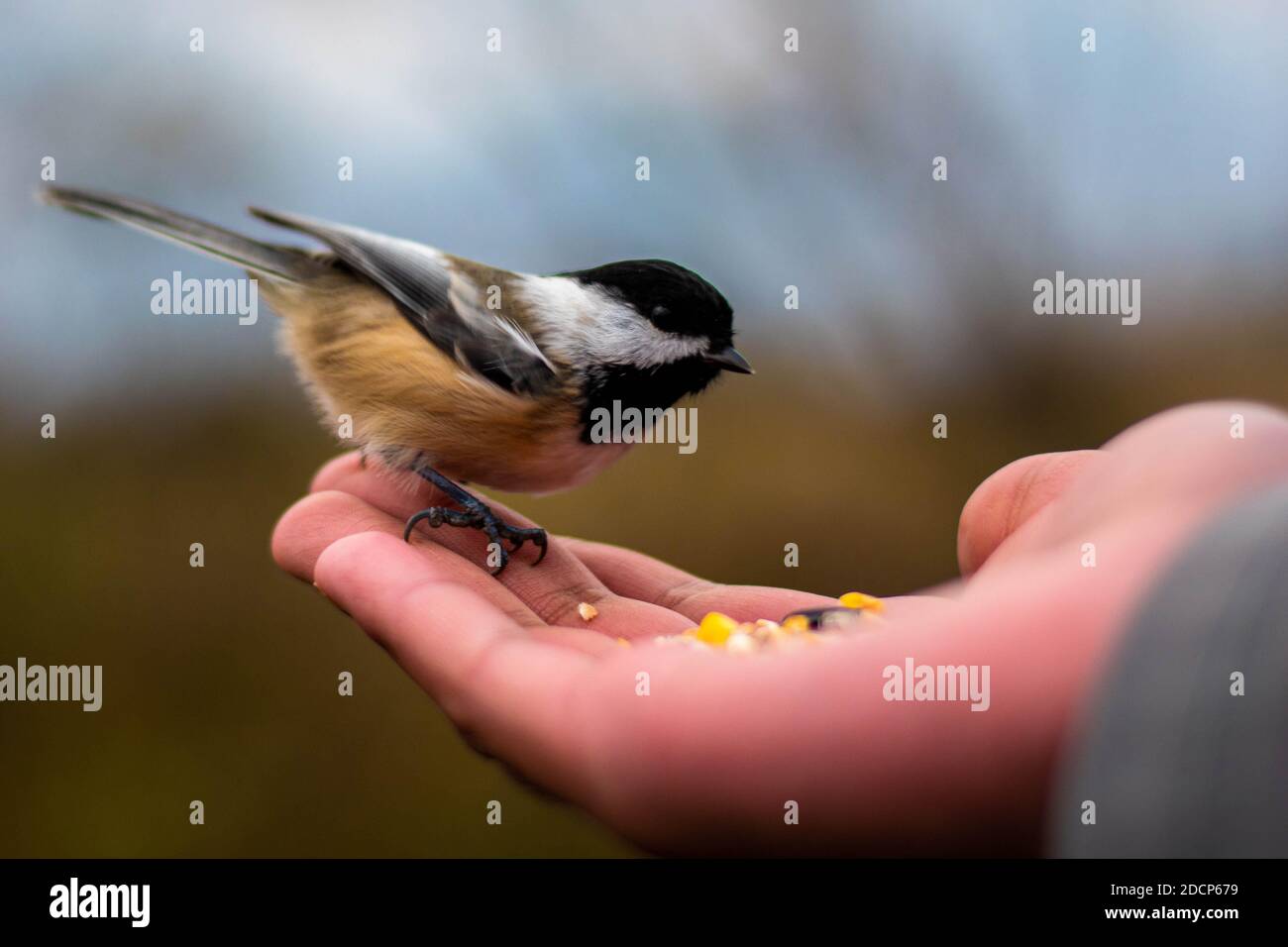 Hand feeding birds Stock Photo Alamy