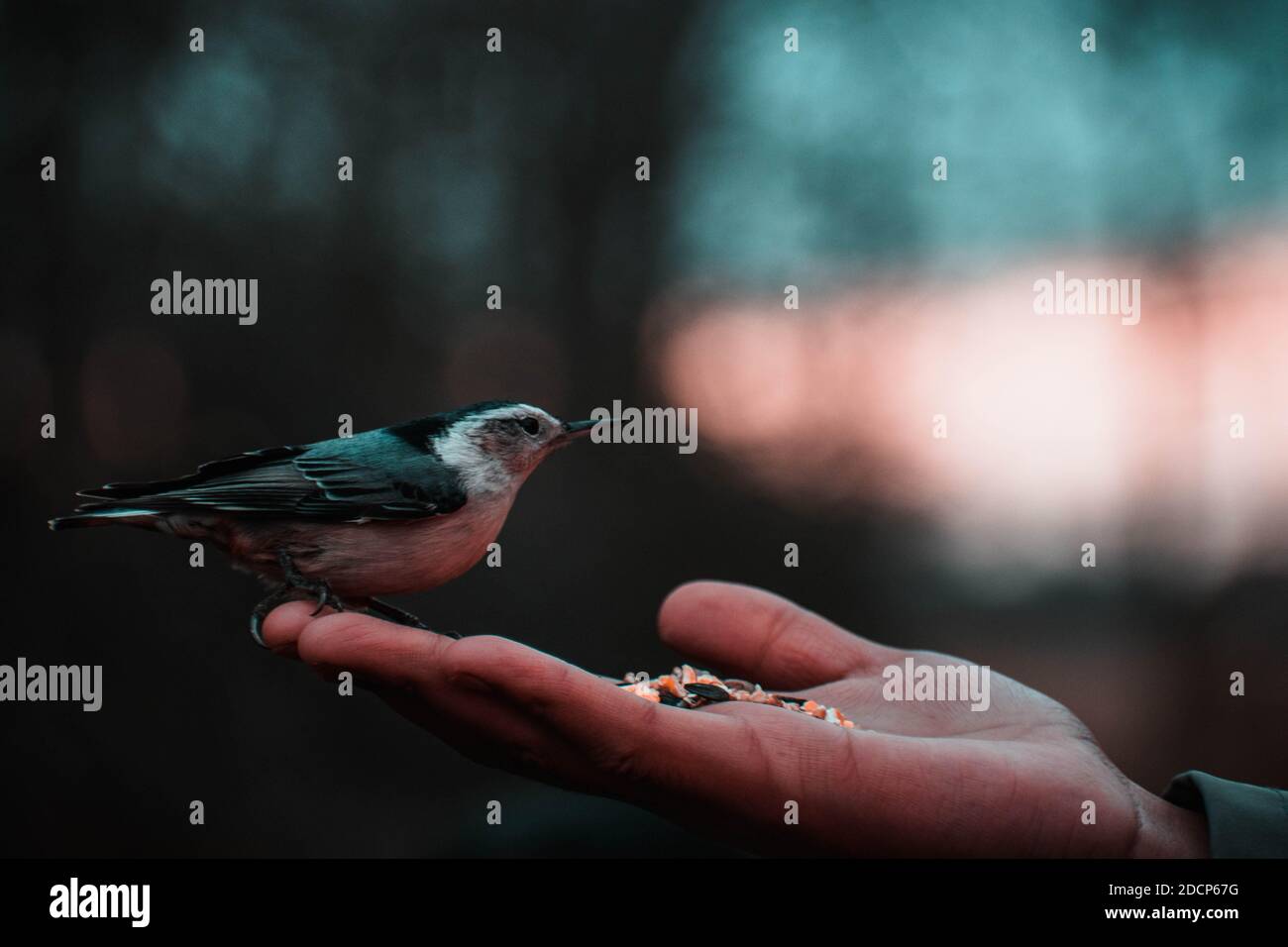 Hand feeding birds Stock Photo Alamy