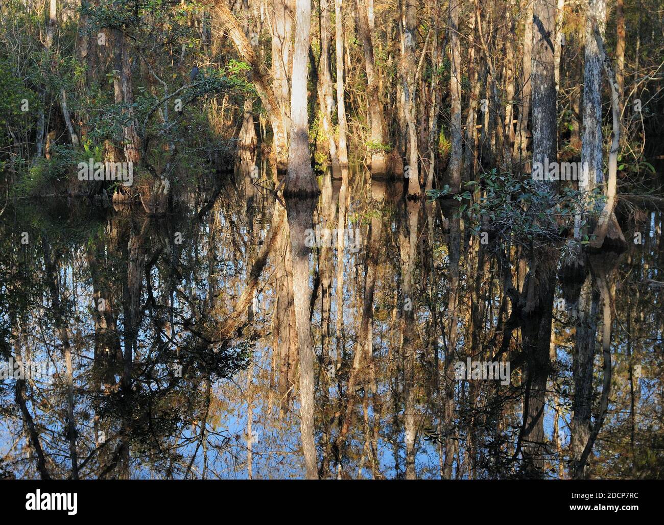 Cypress Trees Reflecting On The Water Of Sweetwater Strand in Everglades National Park On A Sunny Autumn  Day Stock Photo