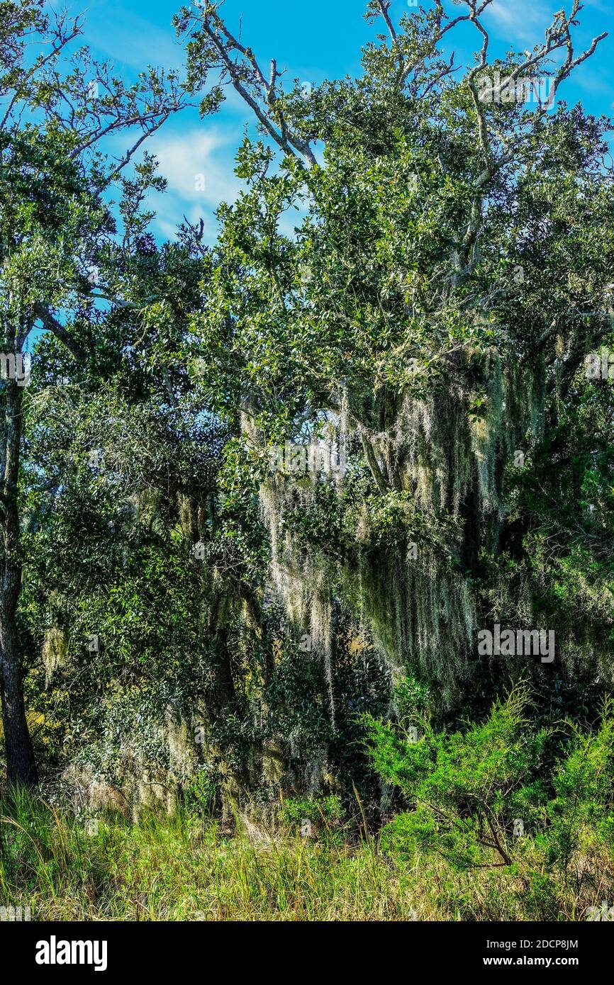Spanish Moss in Wetland Stock Photo Alamy