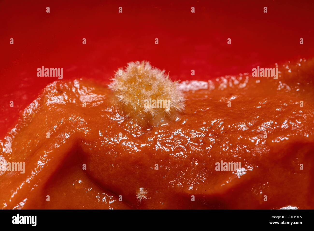 Moldy tomato sauce by fungi Stock Photo