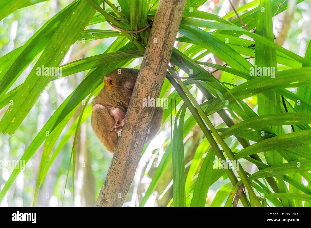 A Philippine tarsier at the Philippine Tarsier Sanctuary in Bohol Stock Photo
