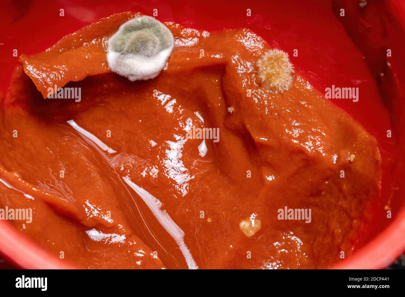 Moldy tomato sauce by fungi Stock Photo