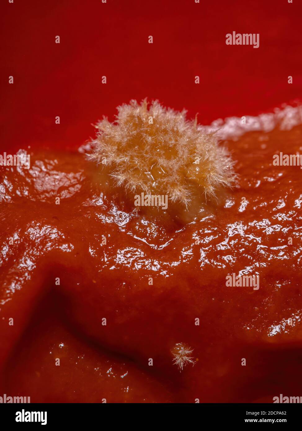 Moldy tomato sauce by fungi Stock Photo