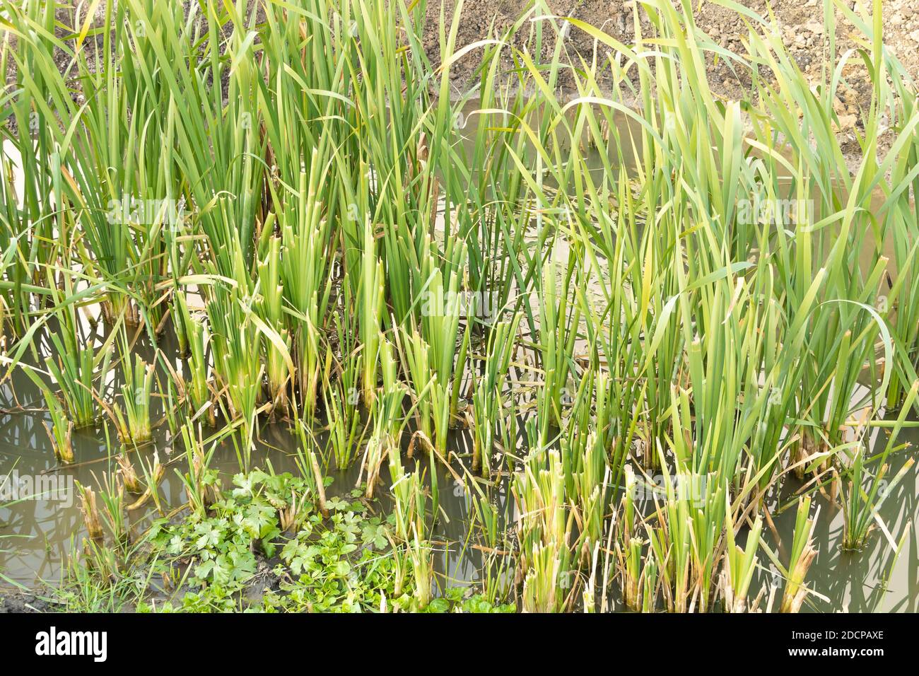 Cattail growing in water Typha latifolia. Cattail Benefits Stock Photo Alamy