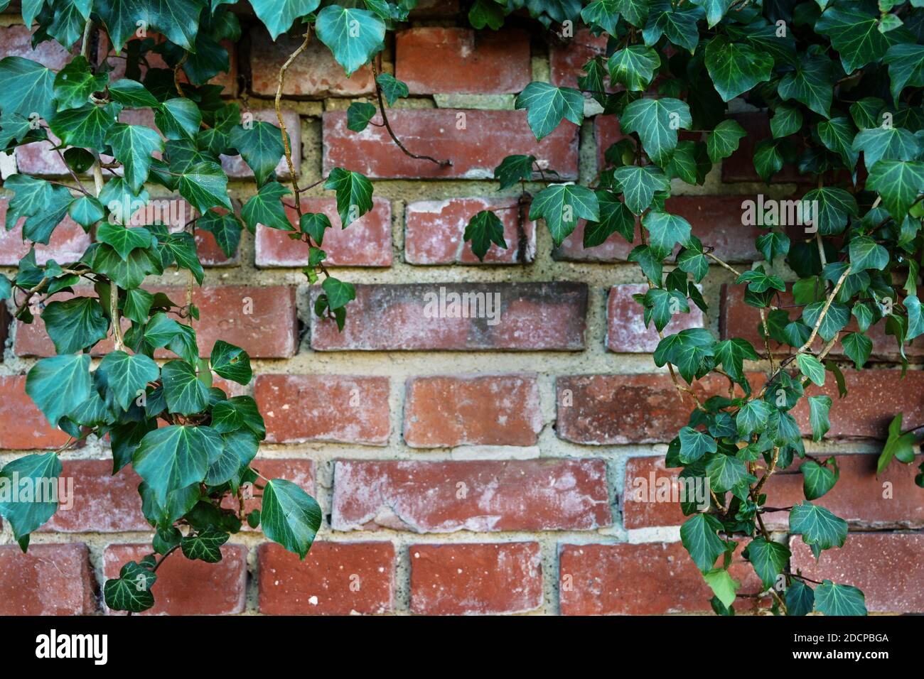 Evergreen ivy (Hedera helix) frames an old brick wall, natural background with copy space, selected focus, narrow depth of field Stock Photo