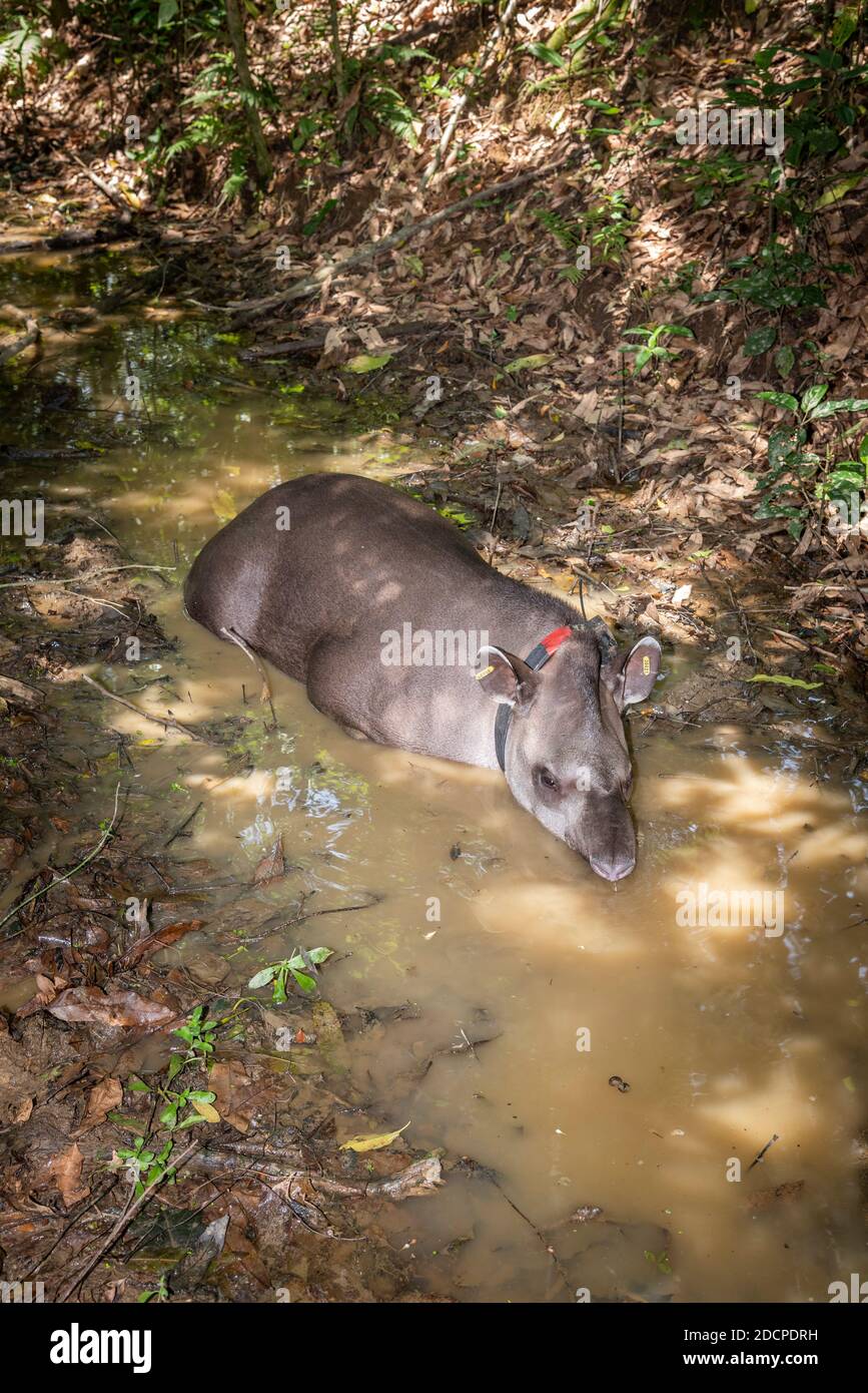 Tapir Rio Big grey animal (Tapir, Tapirus Terrestris) in muddy stream on ...