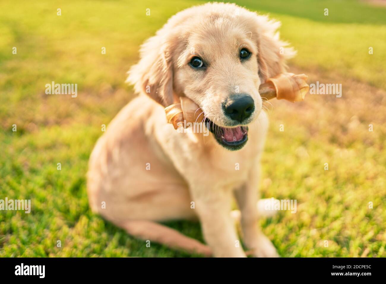 Beautiful and cute golden retriever puppy dog having fun at the park ...