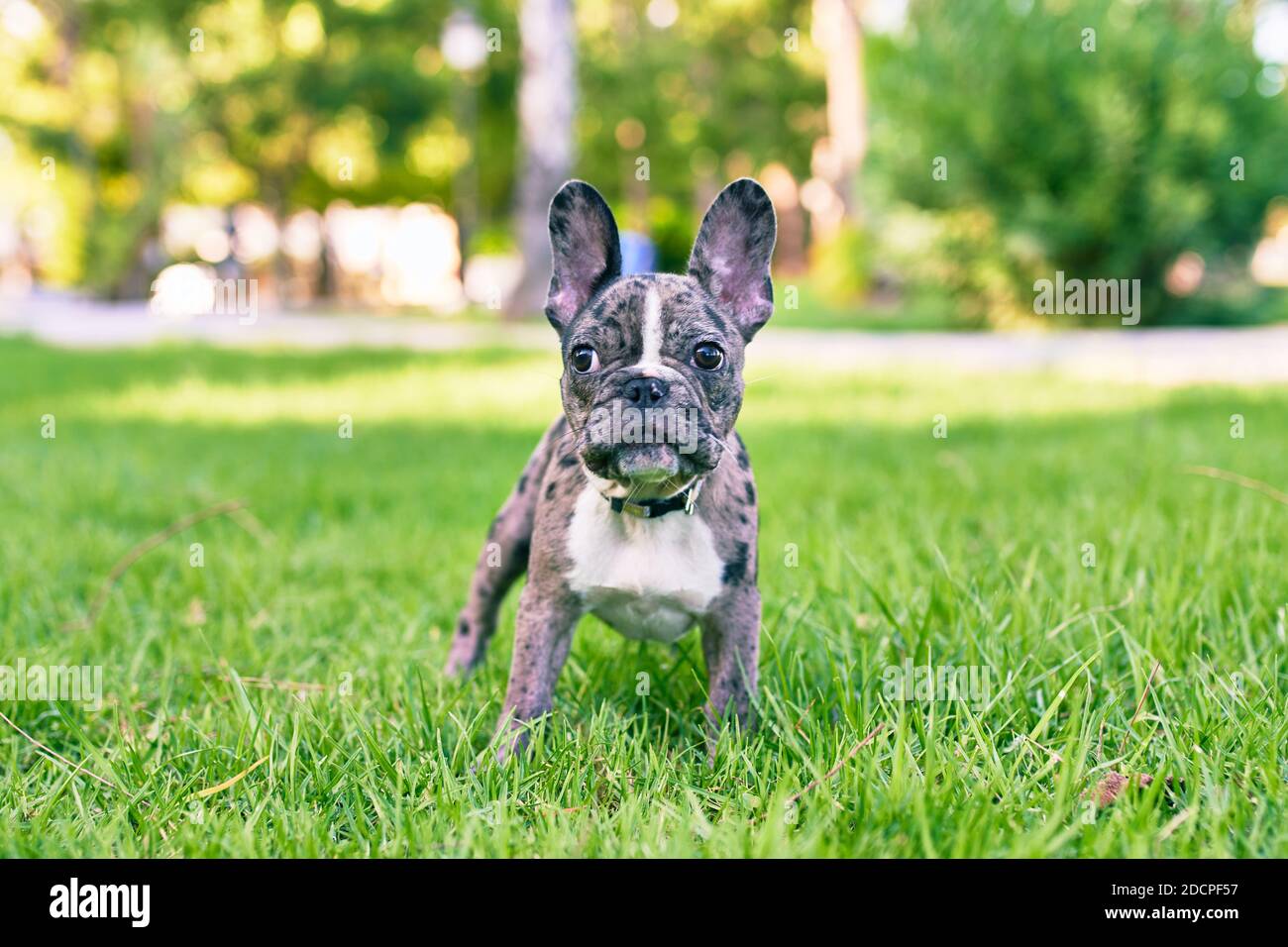 Spotted french bulldog sales