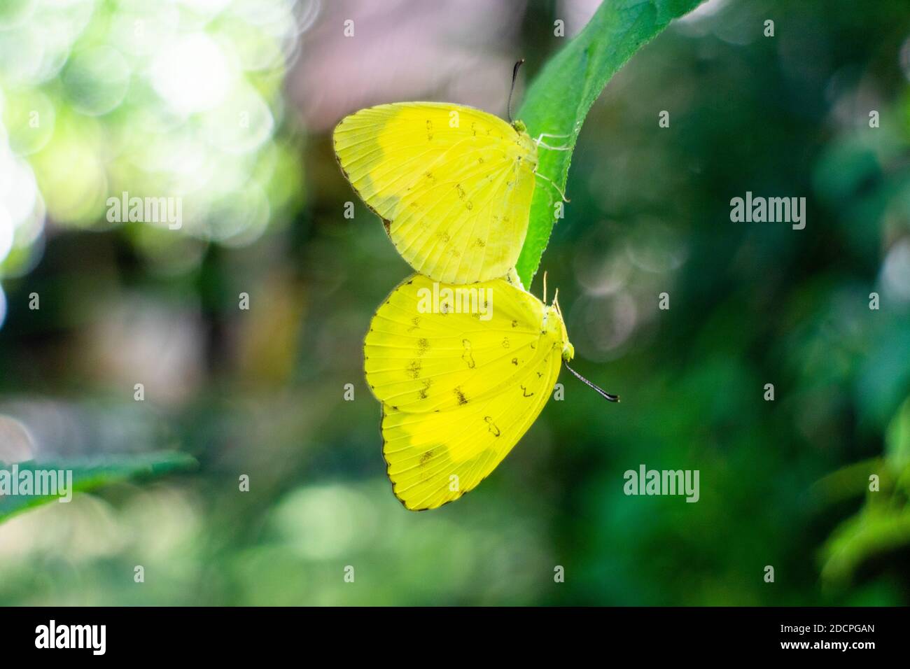 Two yellow butterflies mating in a garden in Bohol, Philippines Stock Photo