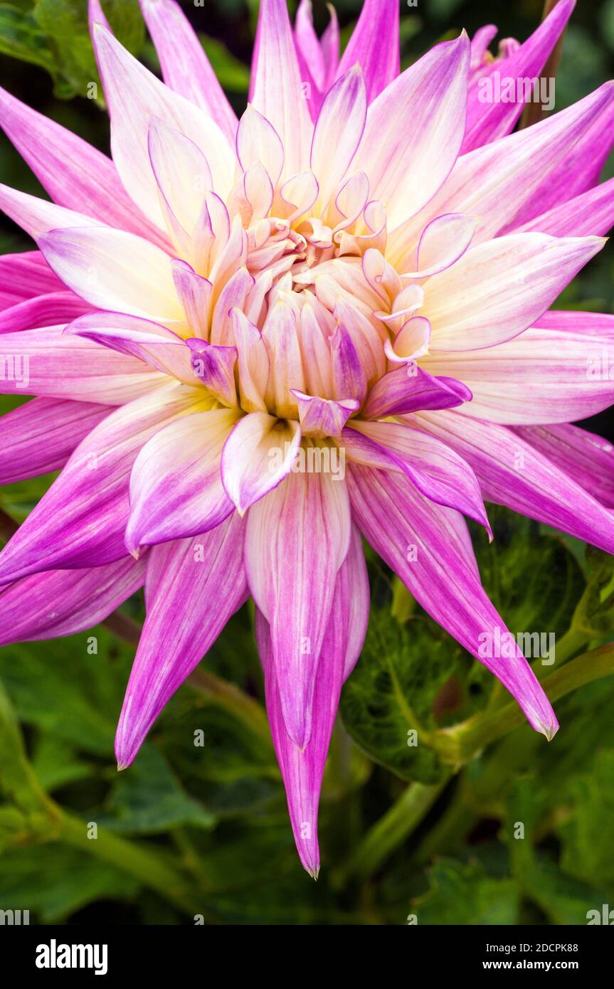 Close up of Capt Bruce Bairnsfather a semi cactus dahlia with pink and white flowers  A tuberous plant that is deciduous and half hardy Stock Photo