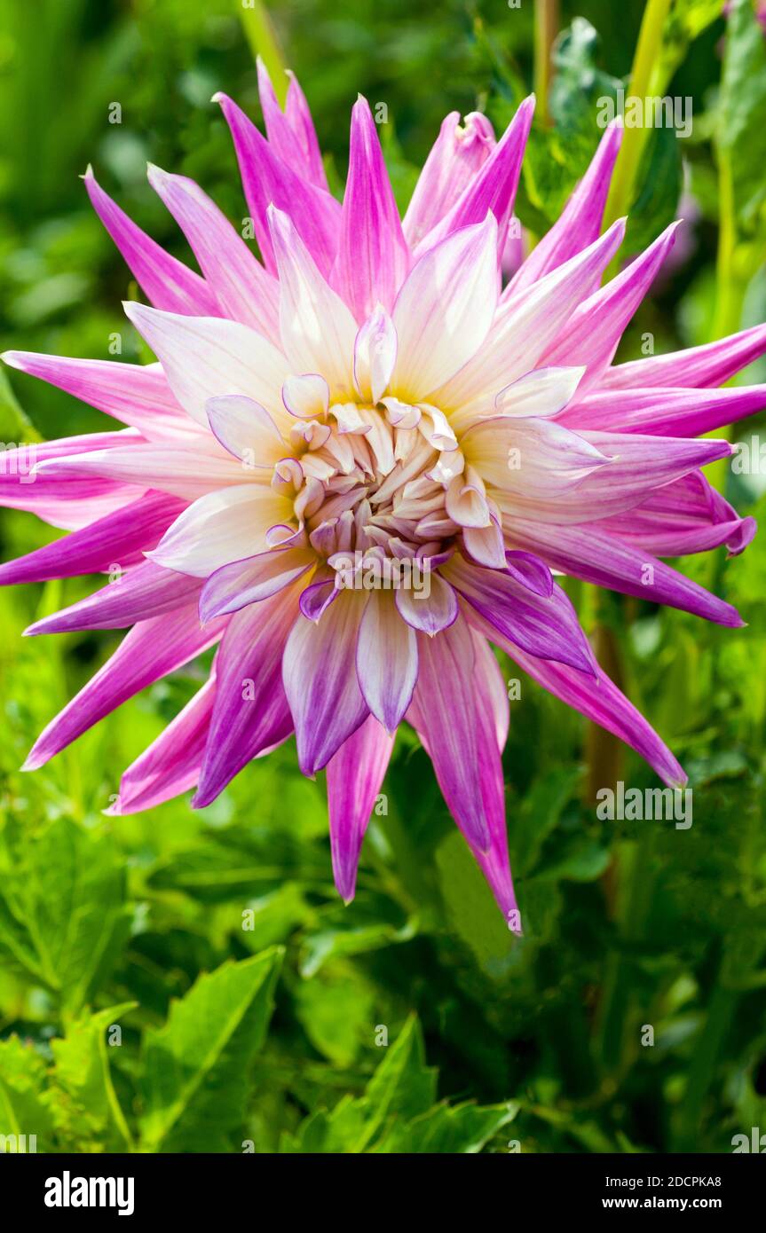Close up of Capt Bruce Bairnsfather a semi cactus dahlia with pink and white flowers  A tuberous plant that is deciduous and half hardy Stock Photo