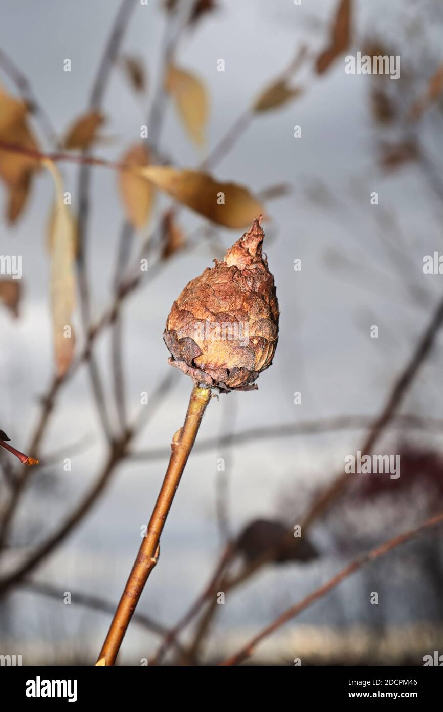 A willow gall ball against a grey background Stock Photo