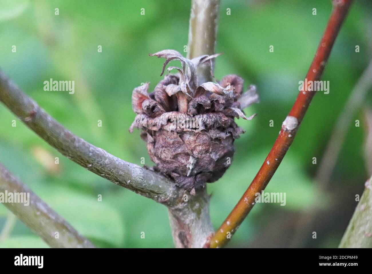 Macro of an old pinecone willow gall midge growth Stock Photo