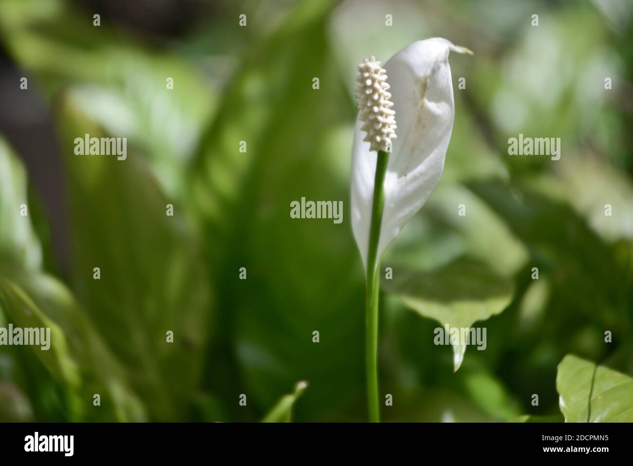 Peace Lily with white flower (Spathiphyllum Clevelandii) Stock Photo