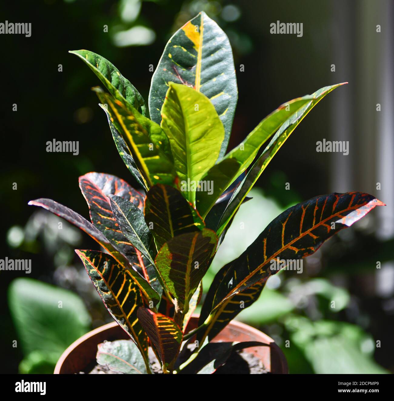 Croton plant, also named fire croton, garden croton, or variegated croton (Croton variegatum, or Codiaeum variegatum) Stock Photo