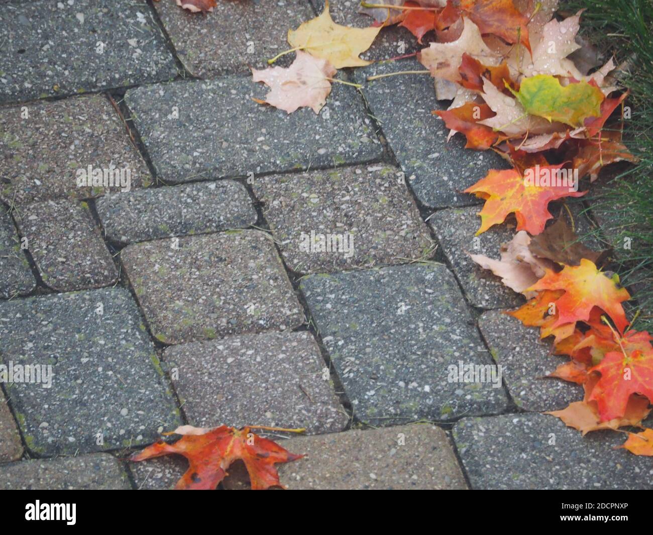 Birds eye view of leaves hi-res stock photography and images - Alamy