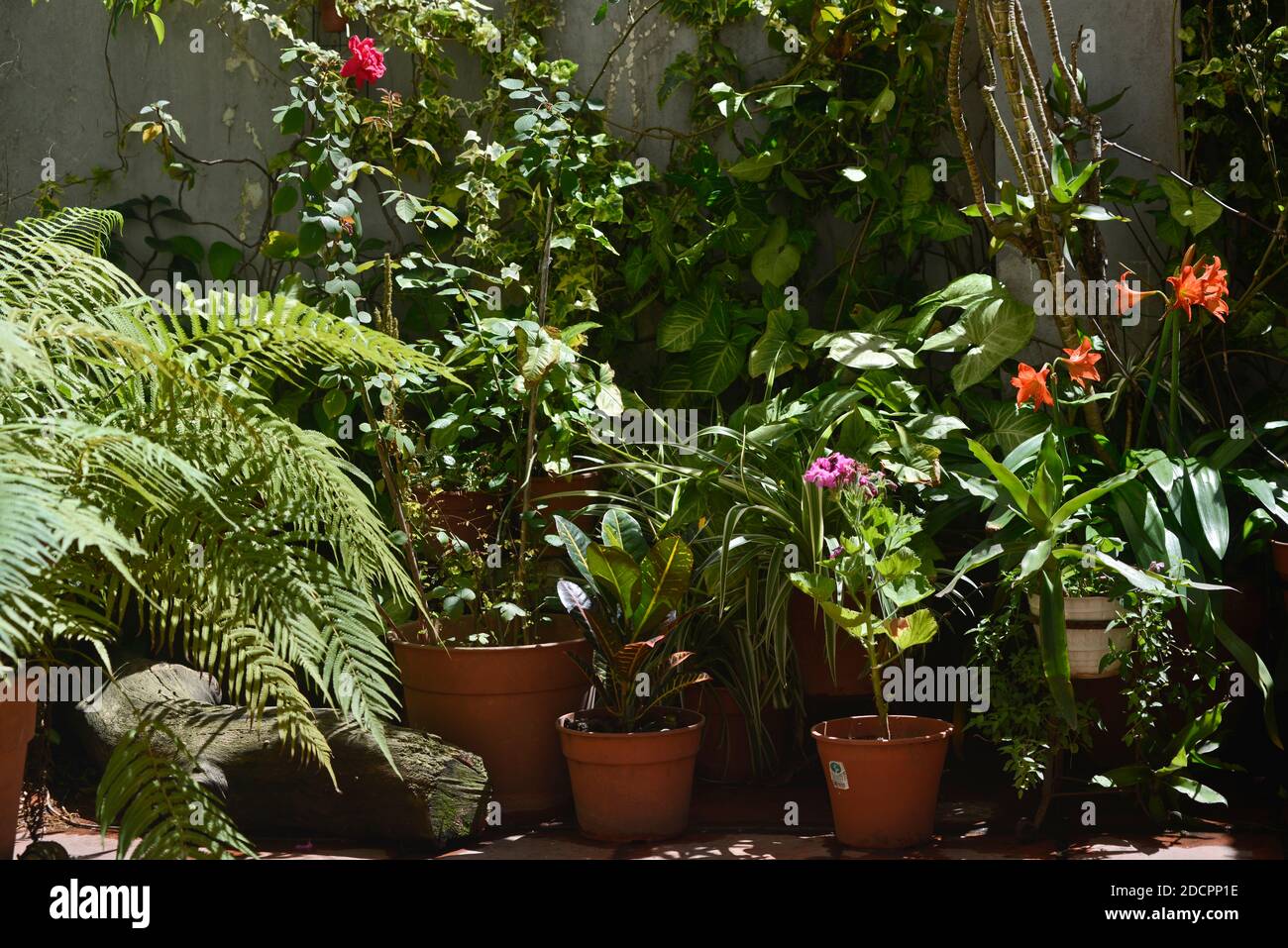 House garden with geranium, lillies and roses Stock Photo
