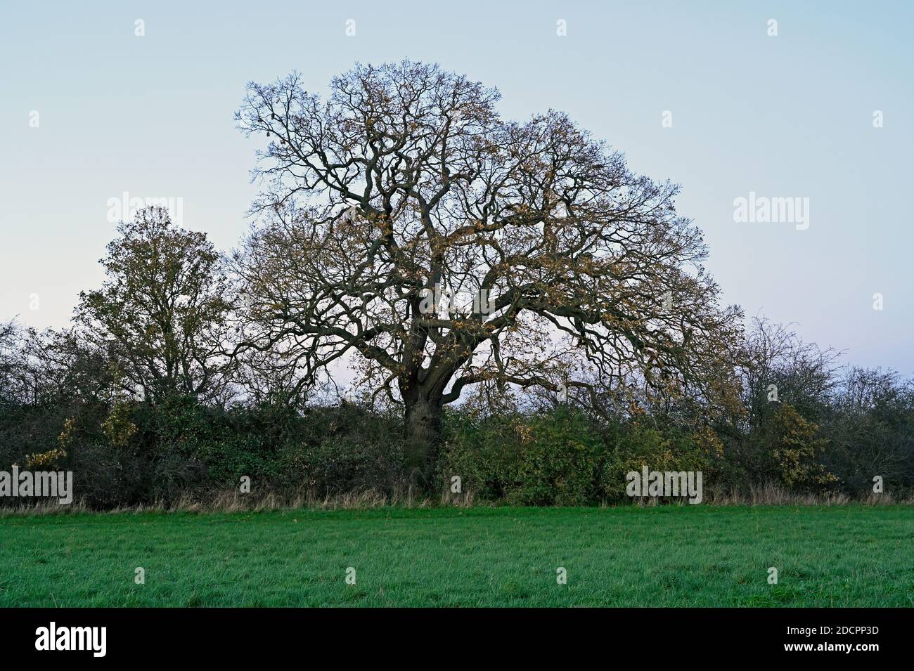 English Oak tree (Quercus robur) as seen in autumn (November) at Wickford,  Essex, UK. Stock Photo