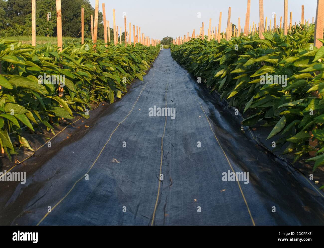 Long rows of bell pepper plants in the morning sunlight, on an Amish