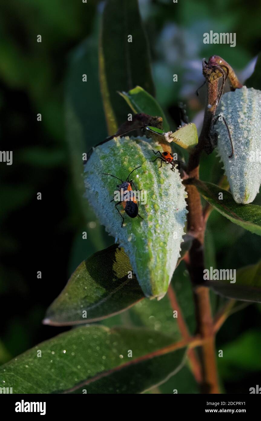 A black and orange milkweed bug on a green unripe milkweed pod Stock Photo