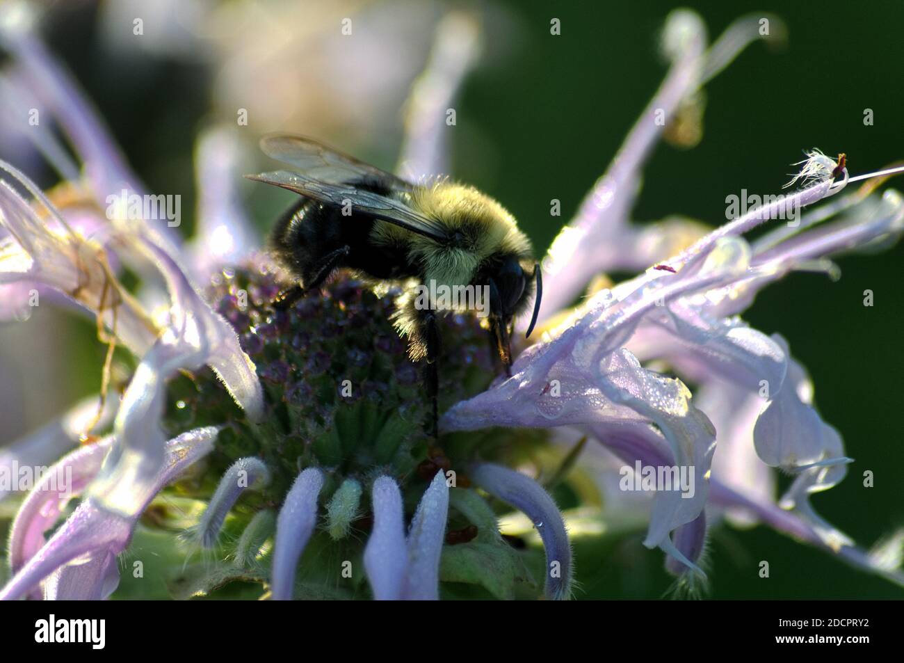 An Eastern Bumble Bee pollinating a purple Bee Balm flower Stock Photo