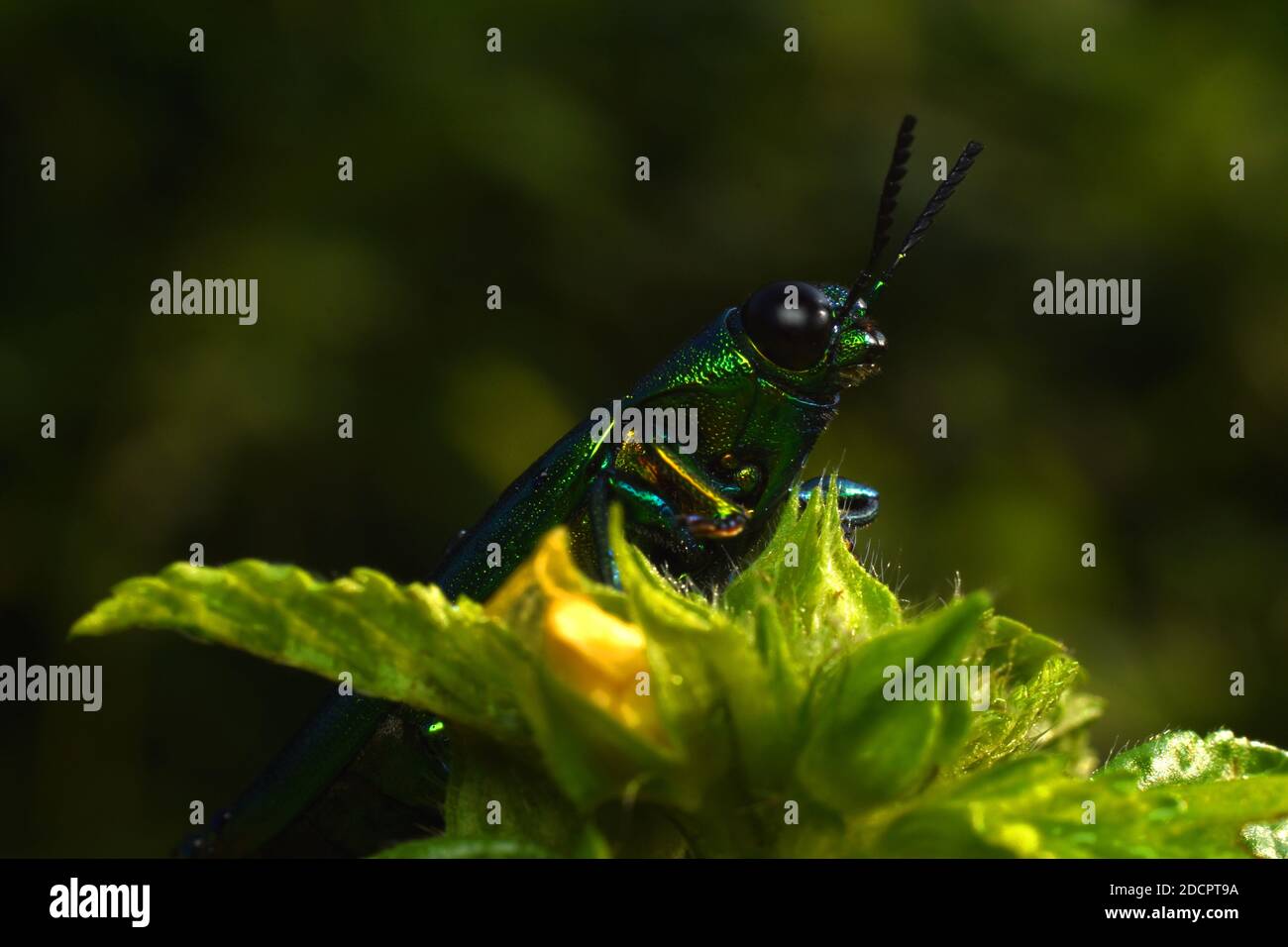 Close up view of jewel beetle Chrysochroa fulminans Stock Photo