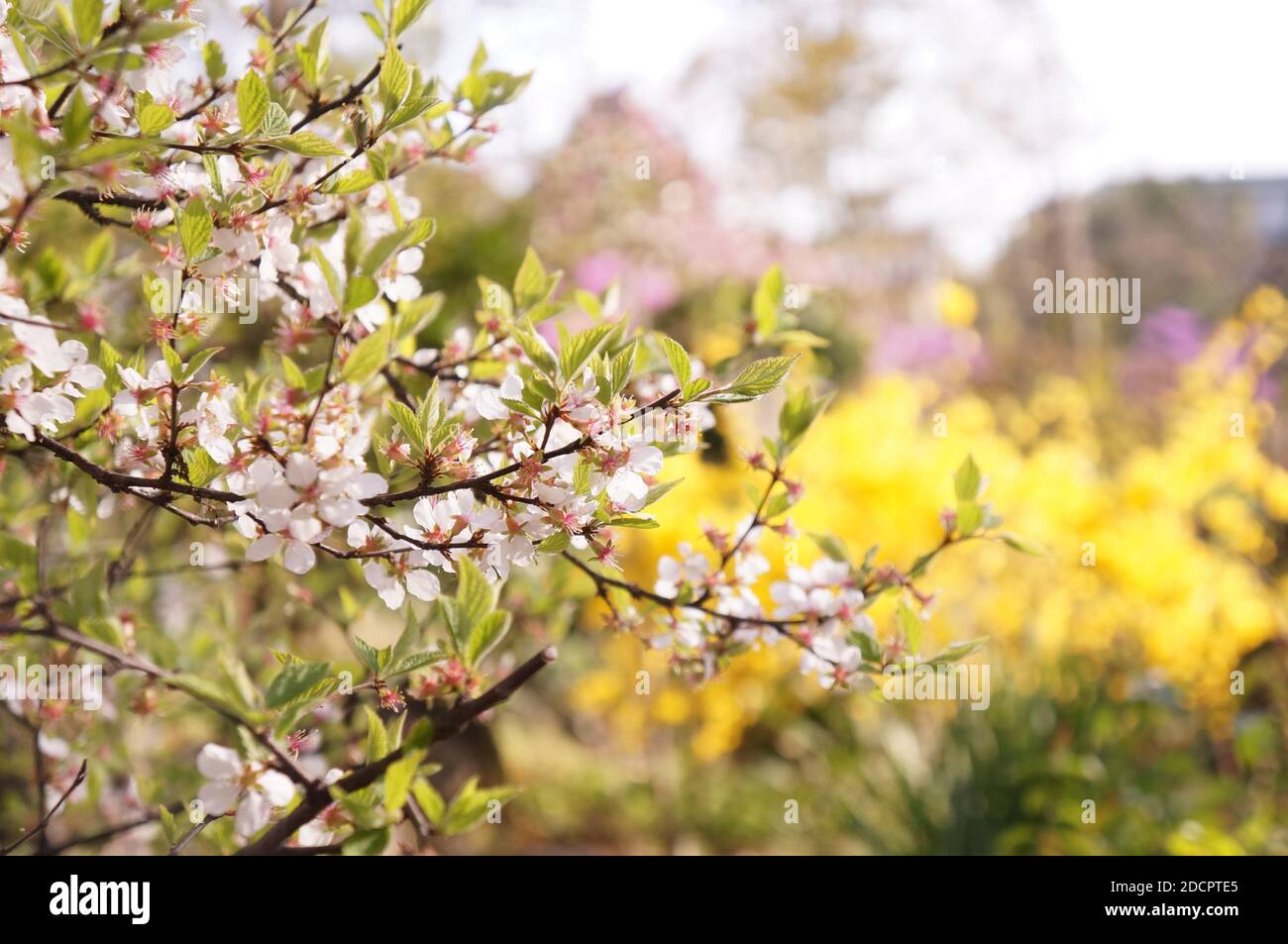 Cherry blossoms in japanese garden. Stock Photo