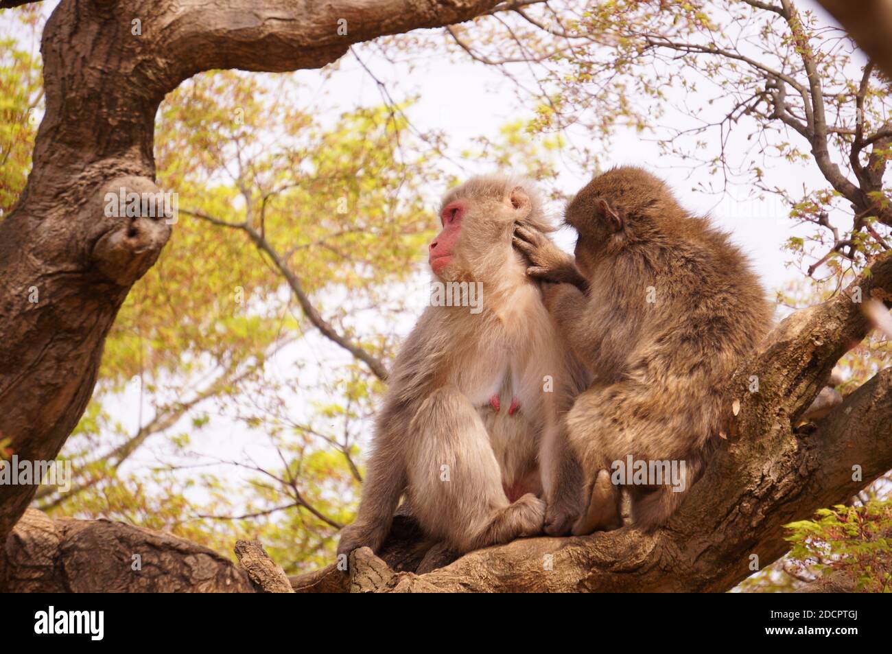 Shameful monkey stock image. Image of cleaning, africa - 87532525