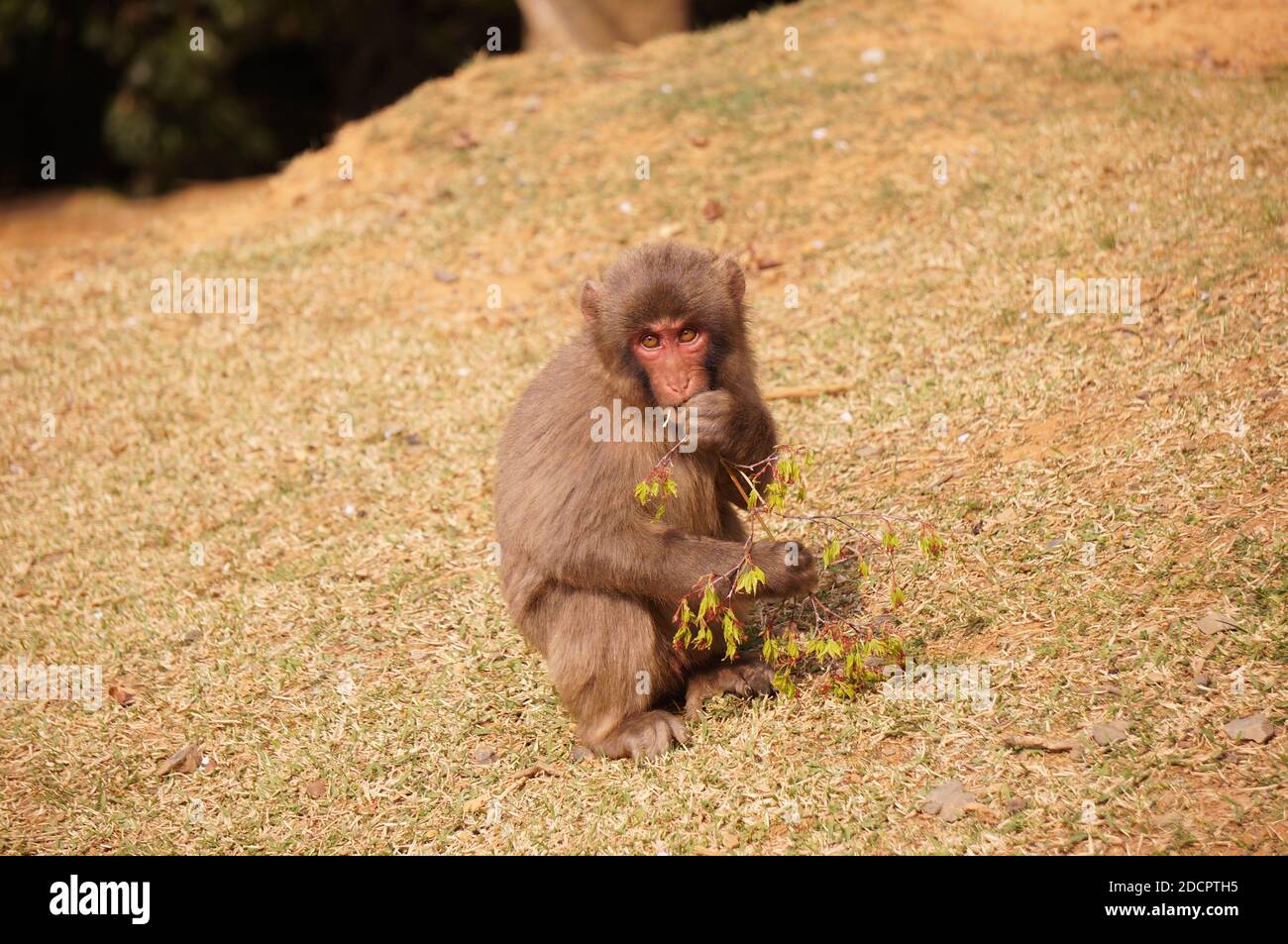 Shameful monkey stock image. Image of cleaning, africa - 87532525