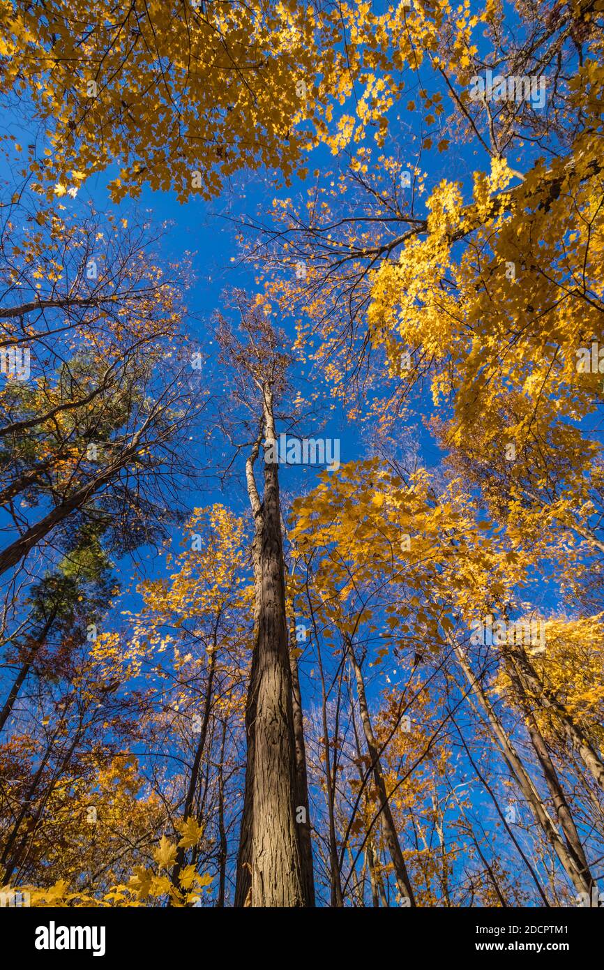 Beautiful fall gold lights up the Fall sky, Miss, ON, Canada Stock ...