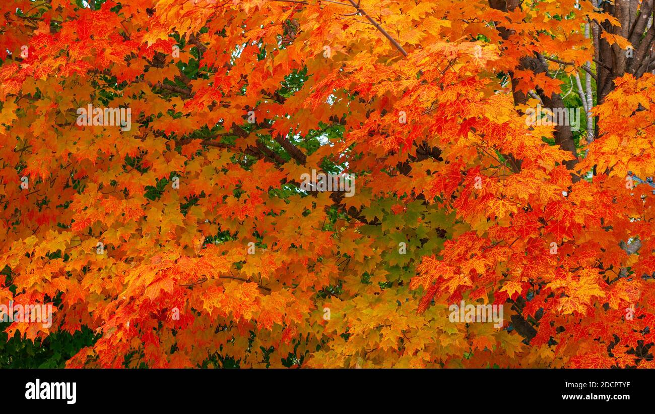 Sugar maple vermont tree hires stock photography and images Alamy