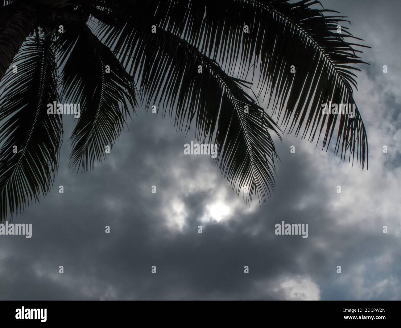 Tropical storm clouds and palm tree leaves Stock Photo