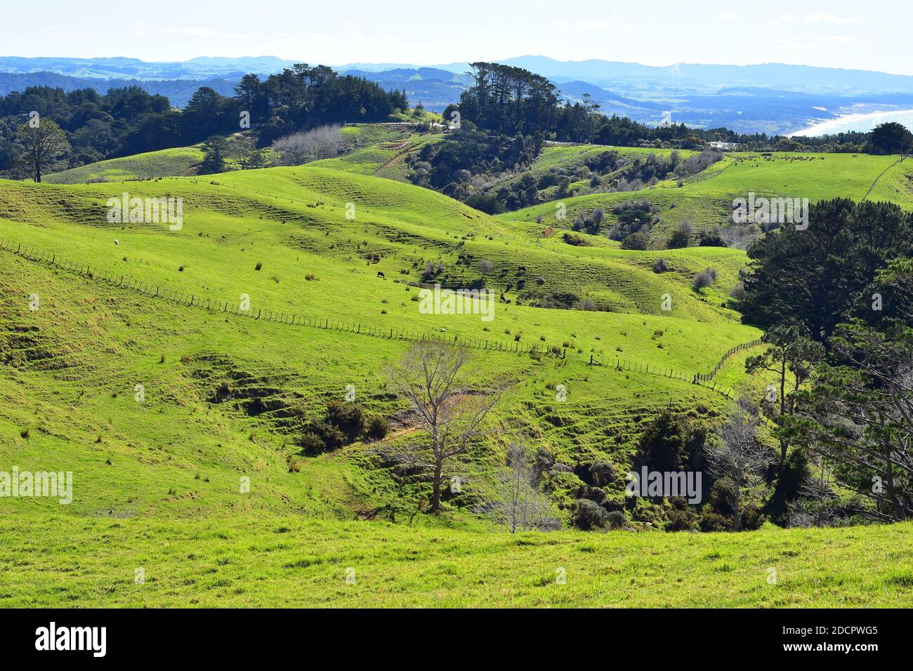 Vast fresh green pastures on hills of Mahurangi East with patches of conifer trees and recovering native bush. Stock Photo